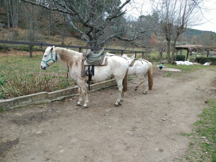 Imagen 10 de Gredos Ecuestre