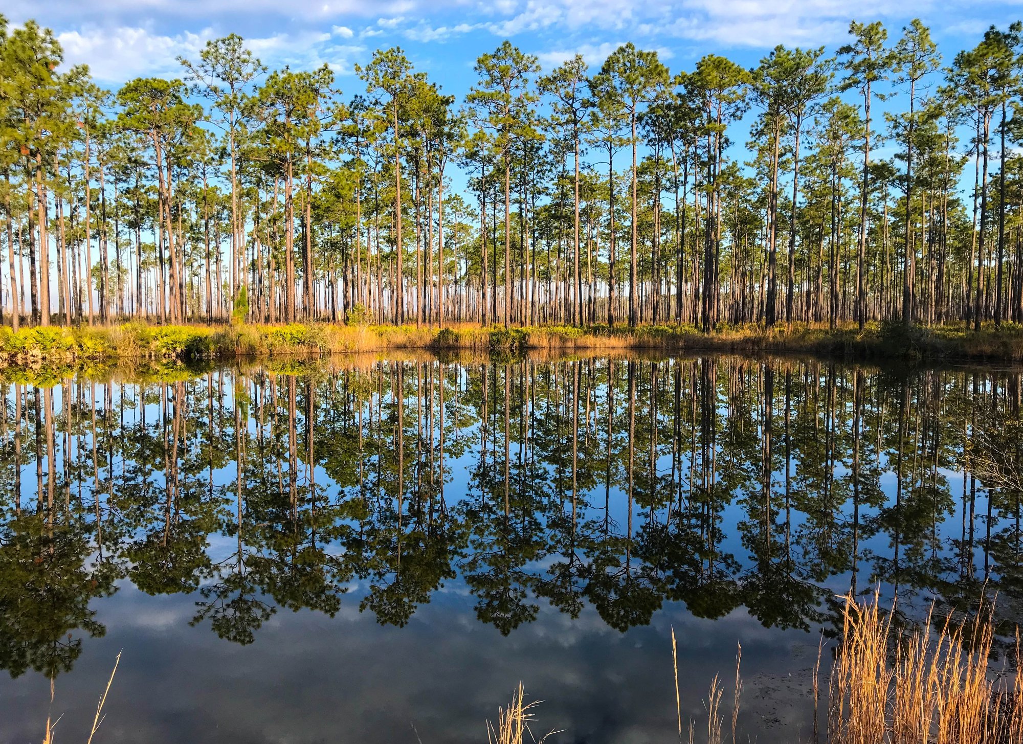 OKEFENOKEE NATIONAL WILDLIFE REFUGE Folkston 2022 Qu Saber Antes   Beautiful Pond Off Of 