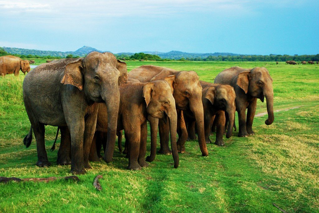 minneriya safari park