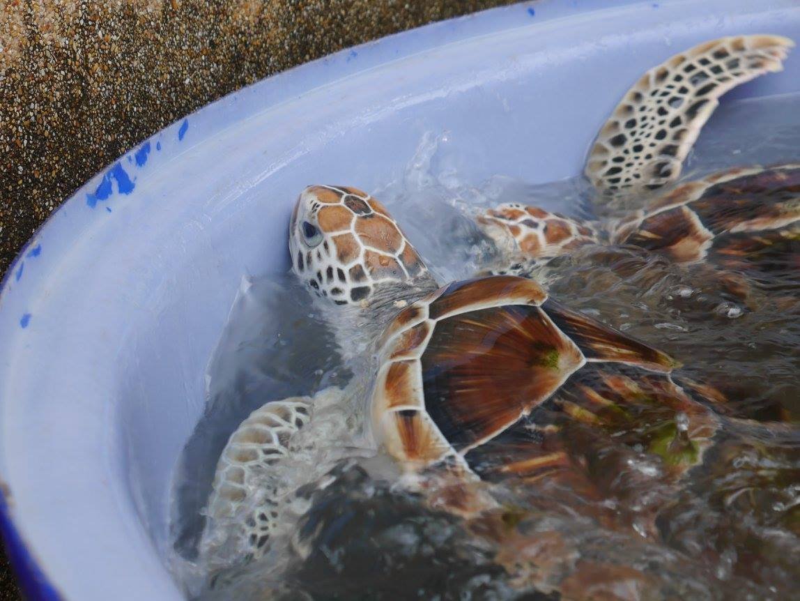 Sea Turtle Conservation Center, Sattahip, Саттахип: лучшие советы перед  посещением - Tripadvisor