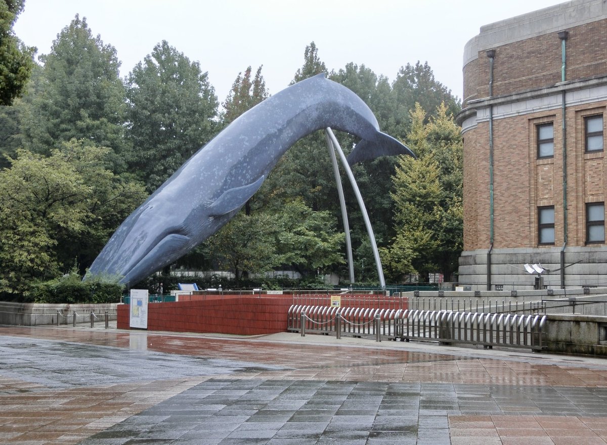 Blue Whale Full Size Model, Uenokoen: лучшие советы перед посещением -  Tripadvisor