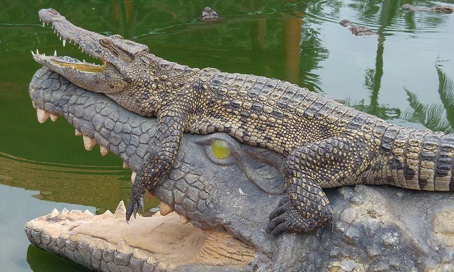 Blue Sky Crocodile Land (Long Xuyen Crocodile) image