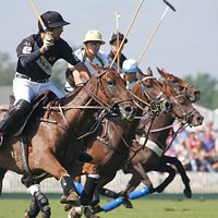 Warwickshire Cup day on Ivy Lodge