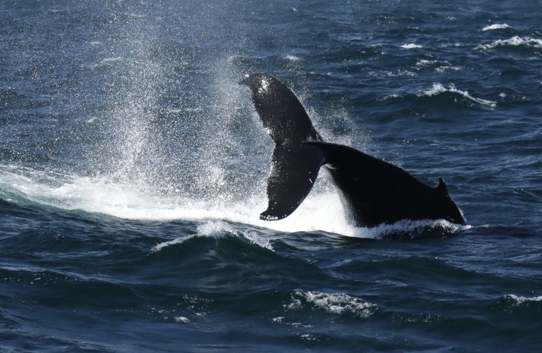 Whale Samana imagem