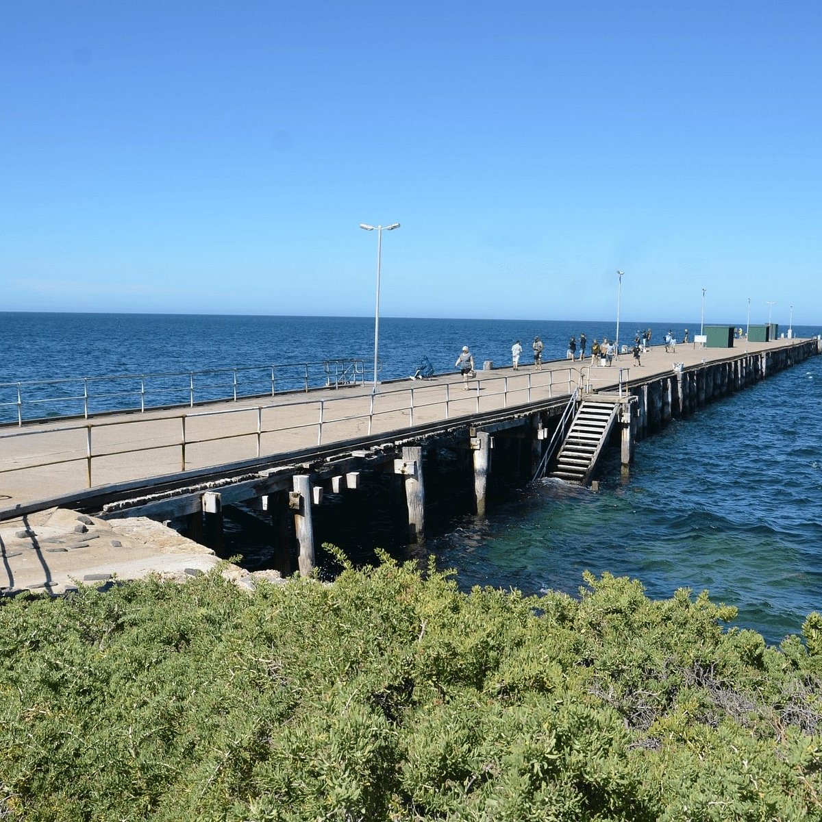 Caught off Edithburgh jetty today, Yorkes Peninsula - what is it? :  r/FishingAustralia