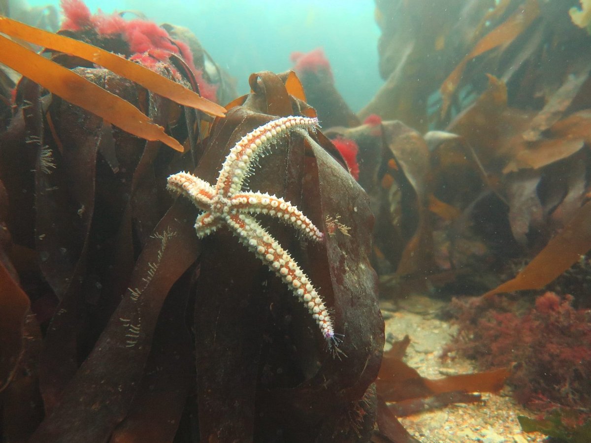 Viewpoint Diving Cornwall (Pentewan) - All You Need to Know BEFORE You Go