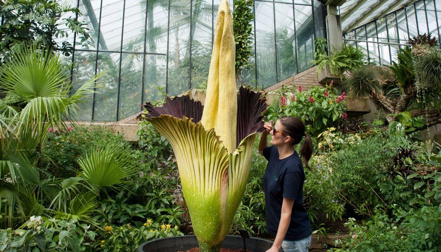 Princess of Wales Conservatory