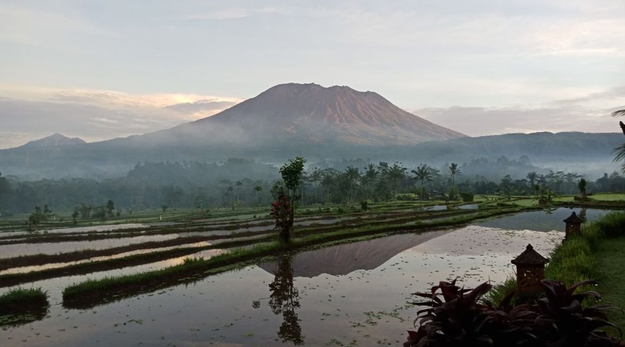 view from garden