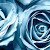 Arwen M