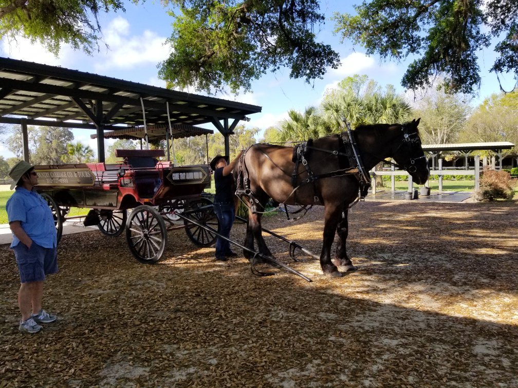 HORSE COUNTRY CARRIAGE CO TOURS Ocala All You Need to Know BEFORE You Go