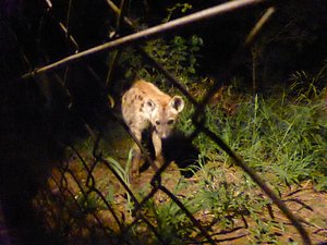 haak blijven Controversieel TAMBOTI SATELLITE CAMP - Campground Reviews (Kruger National Park, South Africa) haak blijven Controversieel TAMBOTI SATELLITE CAMP - Campground Reviews (Kruger National Park, South Africa)