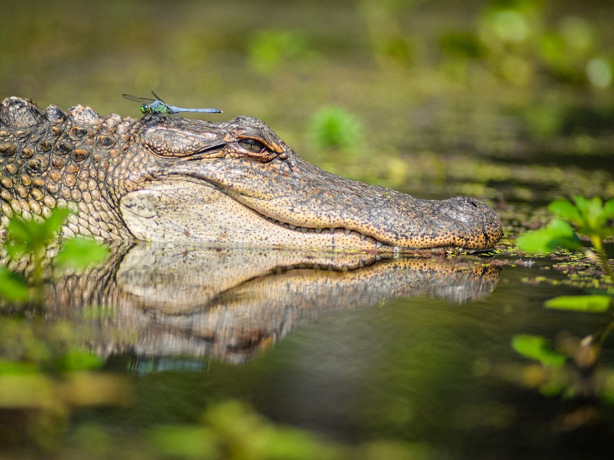 ALLIGATORS VS. CROCODILES  New Orleans Kayak Swamp Tours