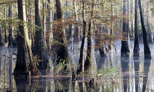 swamp tours pascagoula ms