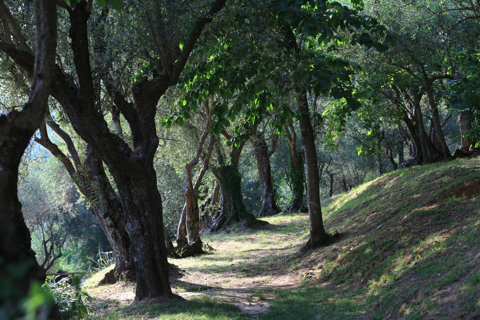 Hotel photo 69 of Locanda al Colle.