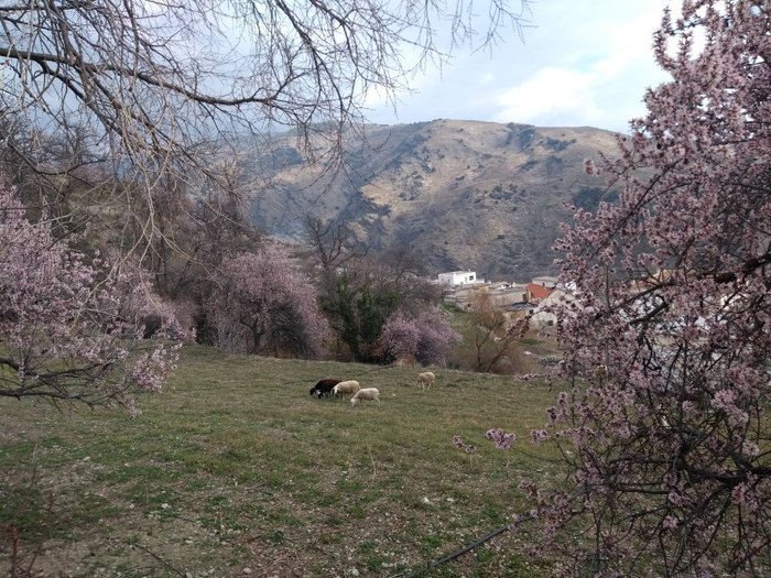 Imagen 21 de Alojamientos Rurales Los Macabes