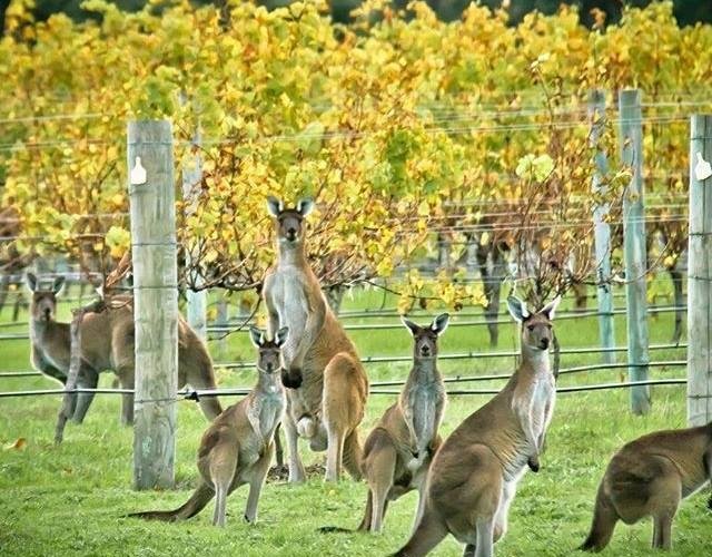 Harvest Tours (Margaret River) All You Need to Know BEFORE You Go