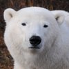 Great White Bear Tours