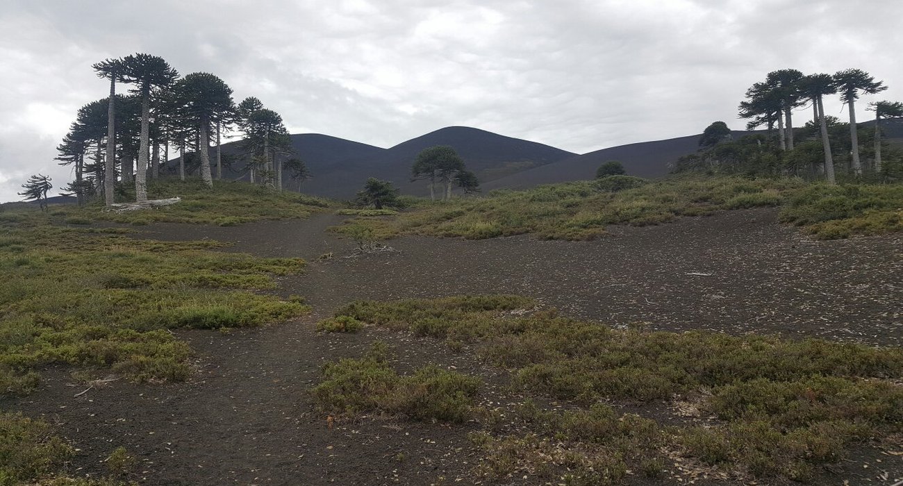 Lodge Conguillio by null