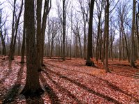 Escape to Tranquility: A Guide to Walnut Point State Park