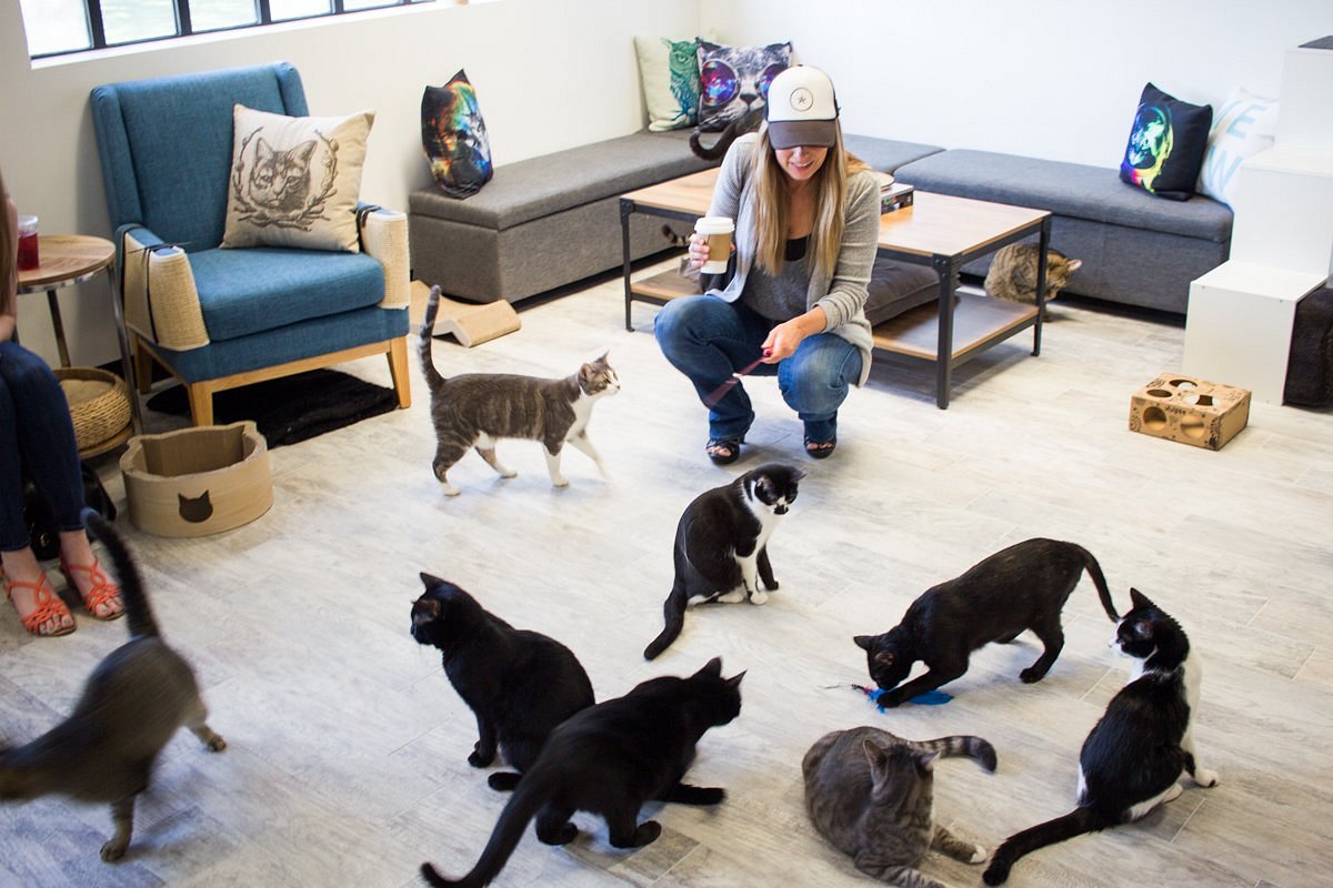 CatCafe Lounge (Los Angeles) - What to Know BEFORE You Go