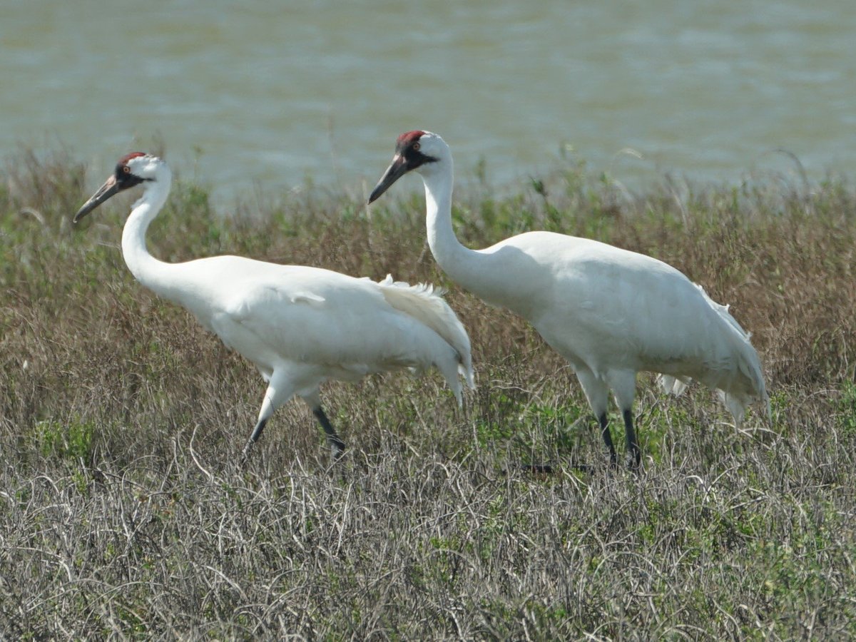 Whooping Crane Boat Tours Wharf Cat (Port Aransas) Lo que se debe