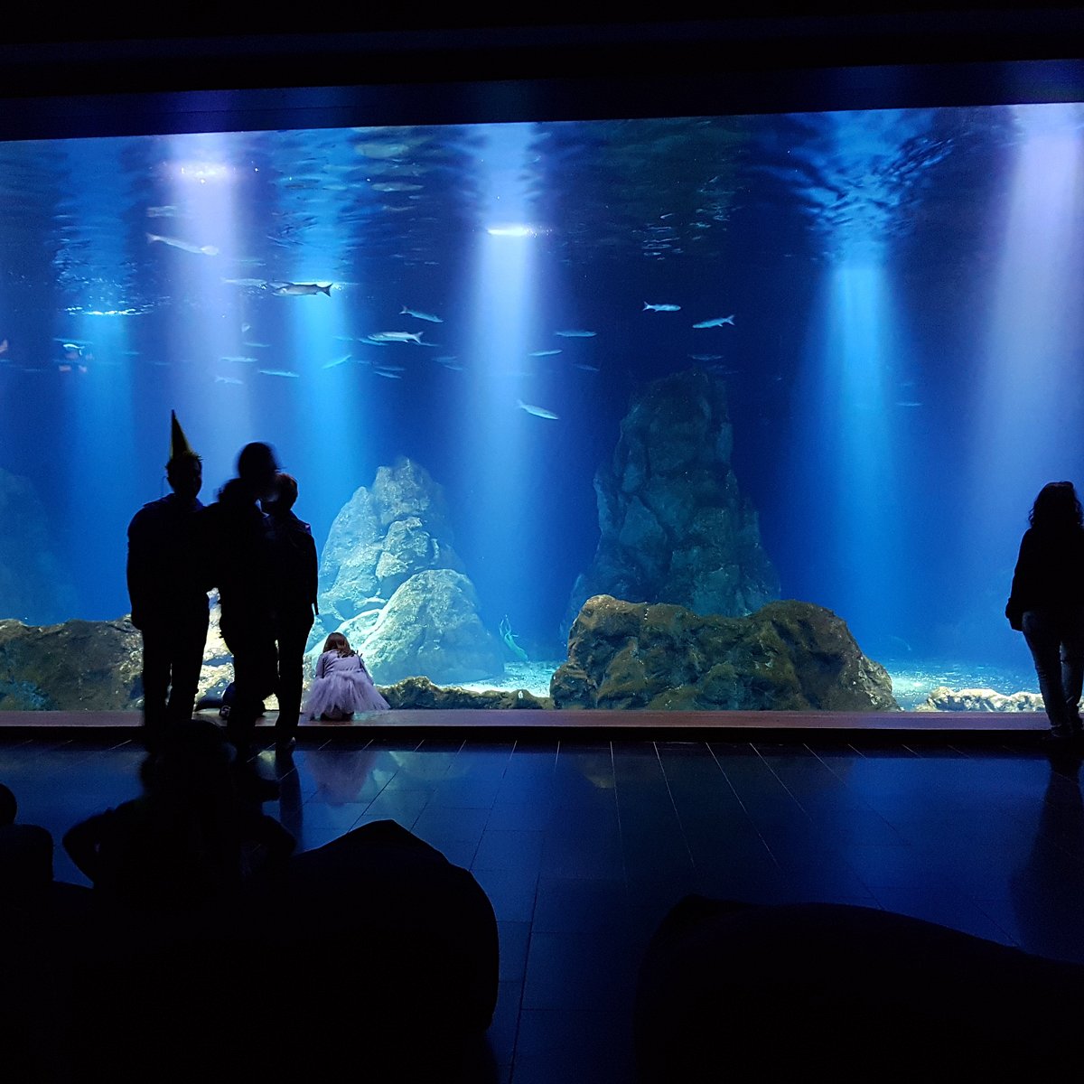 Концертный зал океанариум. Океанариум Иерусалим. Израильский аквариум. Иерусалимский аквариум. Фото океанариум Иерусалим.
