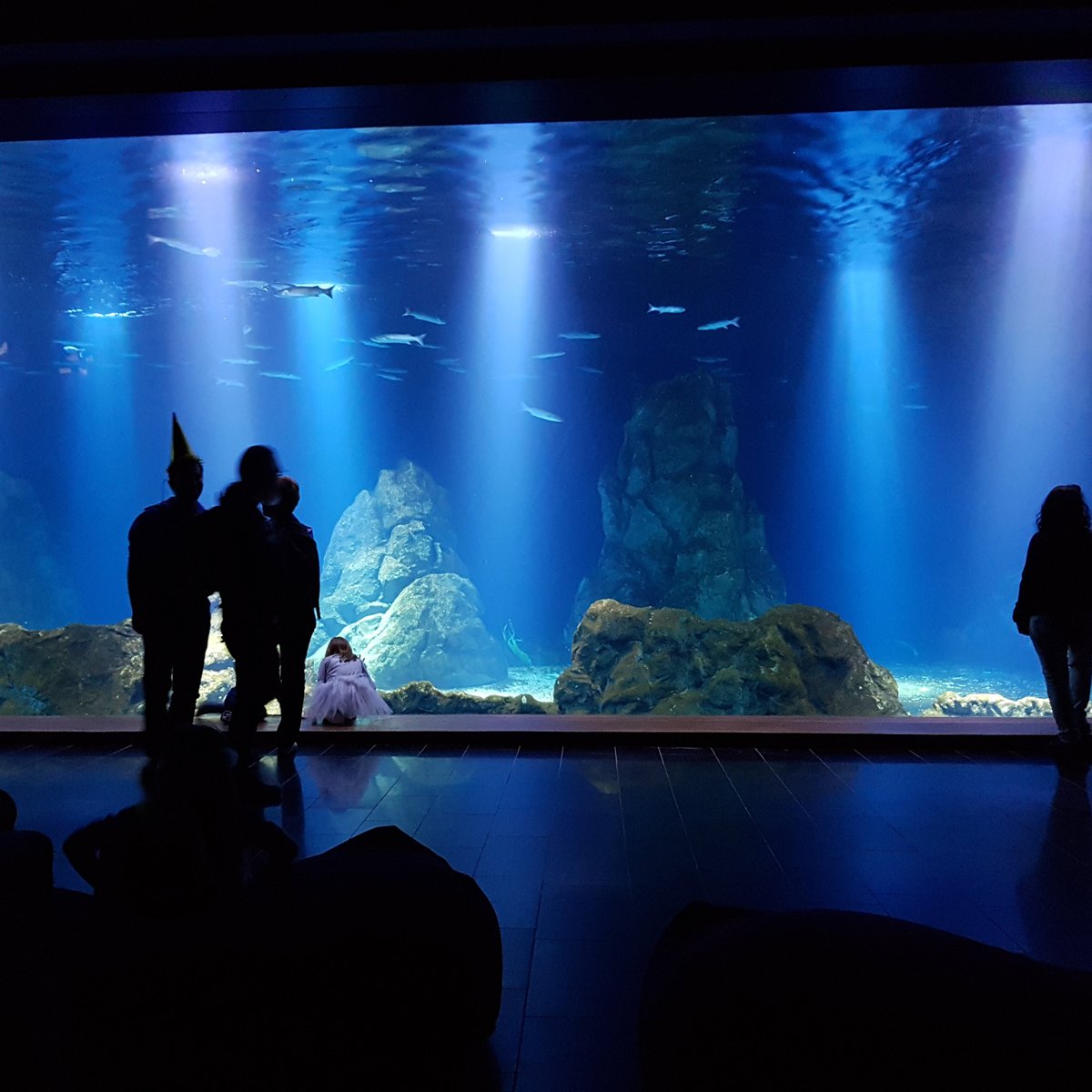 Israel Aquarium, Иерусалим: лучшие советы перед посещением - Tripadvisor