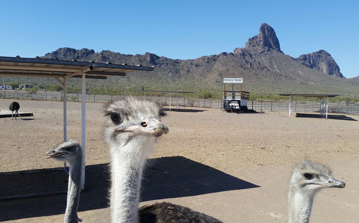 Rooster Cogburn Ostrich Ranch (Picacho) - All You Need to Know ...