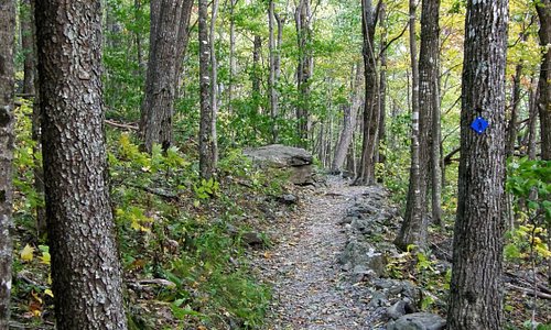 Almost all of the trail to the summit of Elk Knob is shaded.