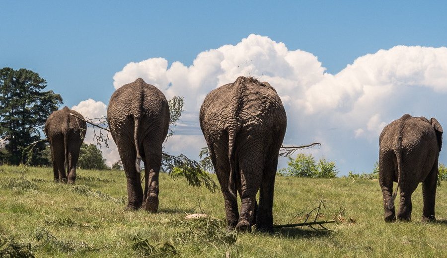 Knysna Elephant Park image