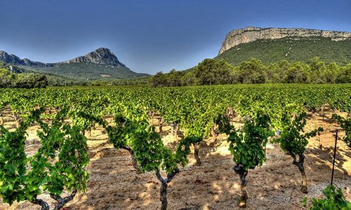 Pic Saint Loup