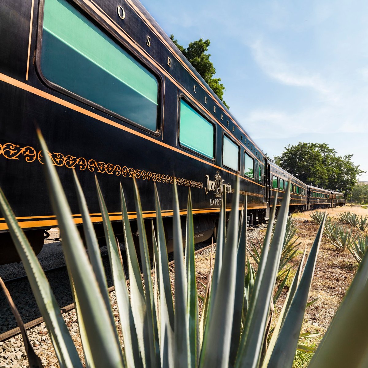 ¿Qué hacer en Tequila Jalisco? Tren Tequila Express