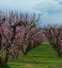 Blossom Trail (Fresno) - All You Need to Know BEFORE You Go