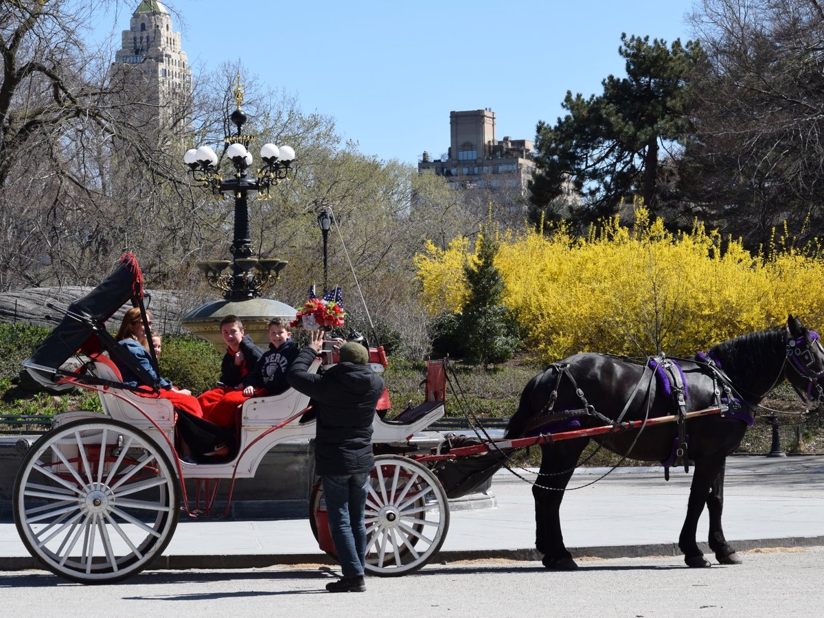 Central Park Carriage Company - All You Need to Know BEFORE You Go (2024)