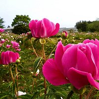 The field of stem peonies begins to bloom (Shakuyaku in Japanese)