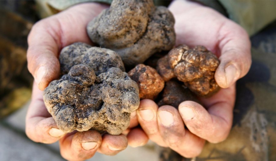 Truffle Hunting Experience