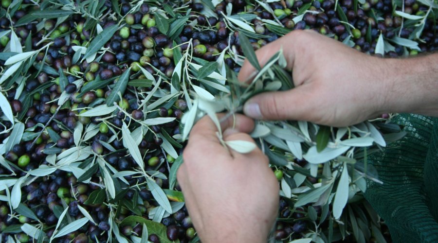 Olive Harvest Experience