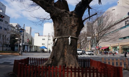 入口付近にあるこの大木はなんか大迫力です。道路を遮ってまで囲いに守られてます。