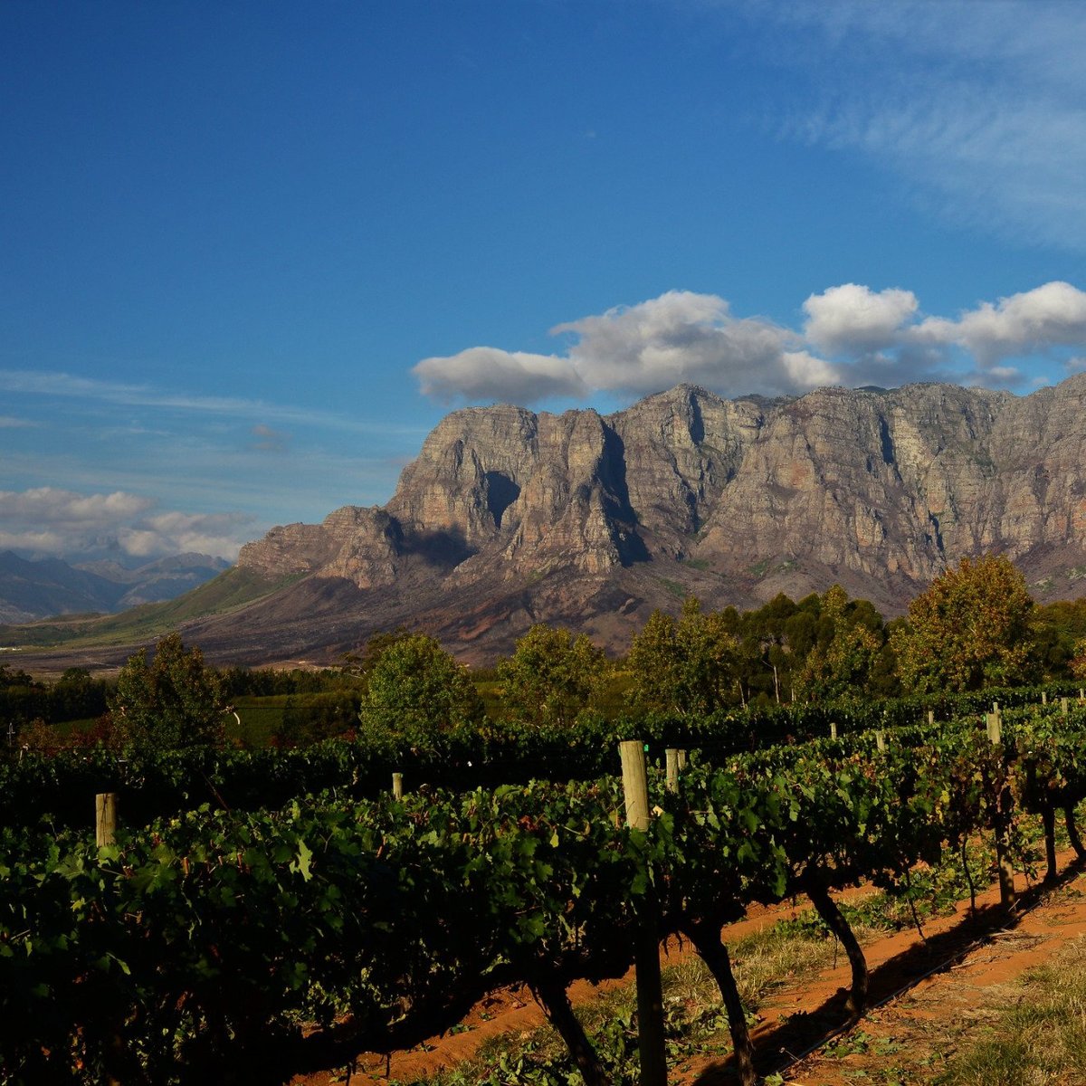 Grapes of Good Hope (Cape Town) - All You Need to Know BEFORE You Go