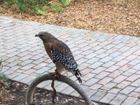 Audubon Center for Birds of Prey