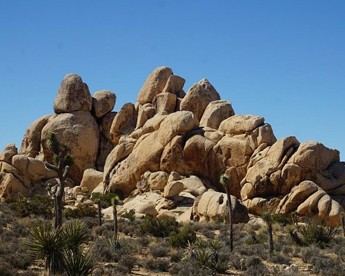 Where is Joshua Tree National Park? A Guide to This California Landmark 