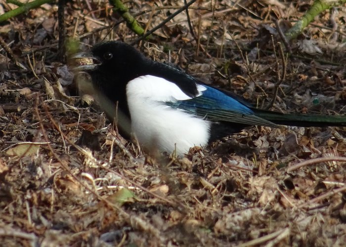 ekster;bos-duin natuurgebied Fonteins-Nol Texel