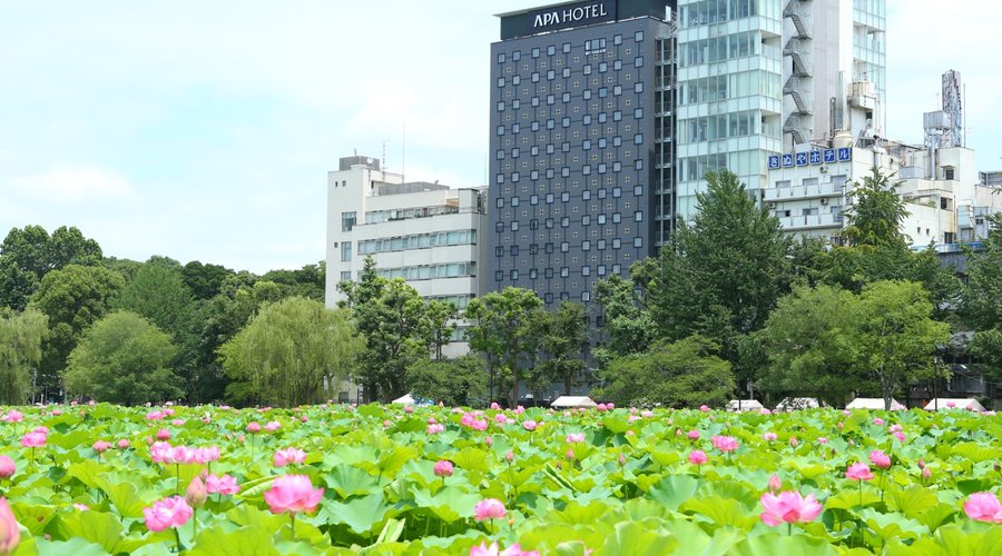 不忍池「蓮の花」シーズン