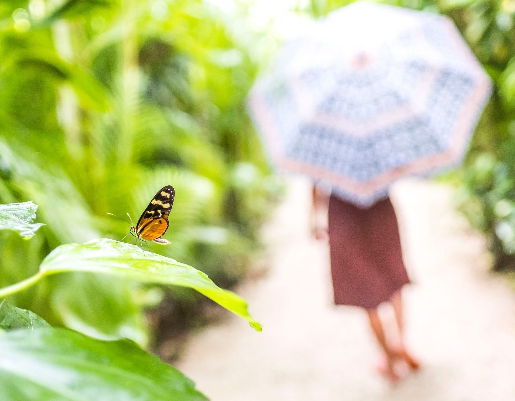 Batik Costa Rica by null