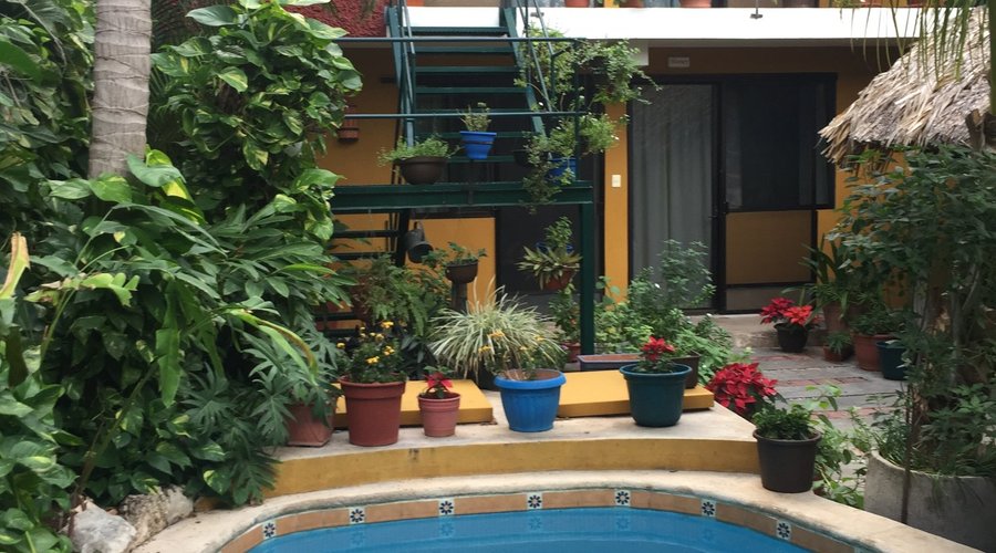 tropical garden and pool