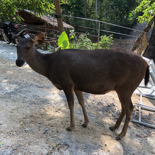 What to do and see in Songkhla, Songkhla Province: The Best Budget-friendly Things to do What to do and see in Songkhla, Songkhla Province: The Best Budget-friendly Things to do