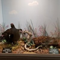 Lasting Legacy Wildlife Museum (Ritzville) - All You Need to Know ...