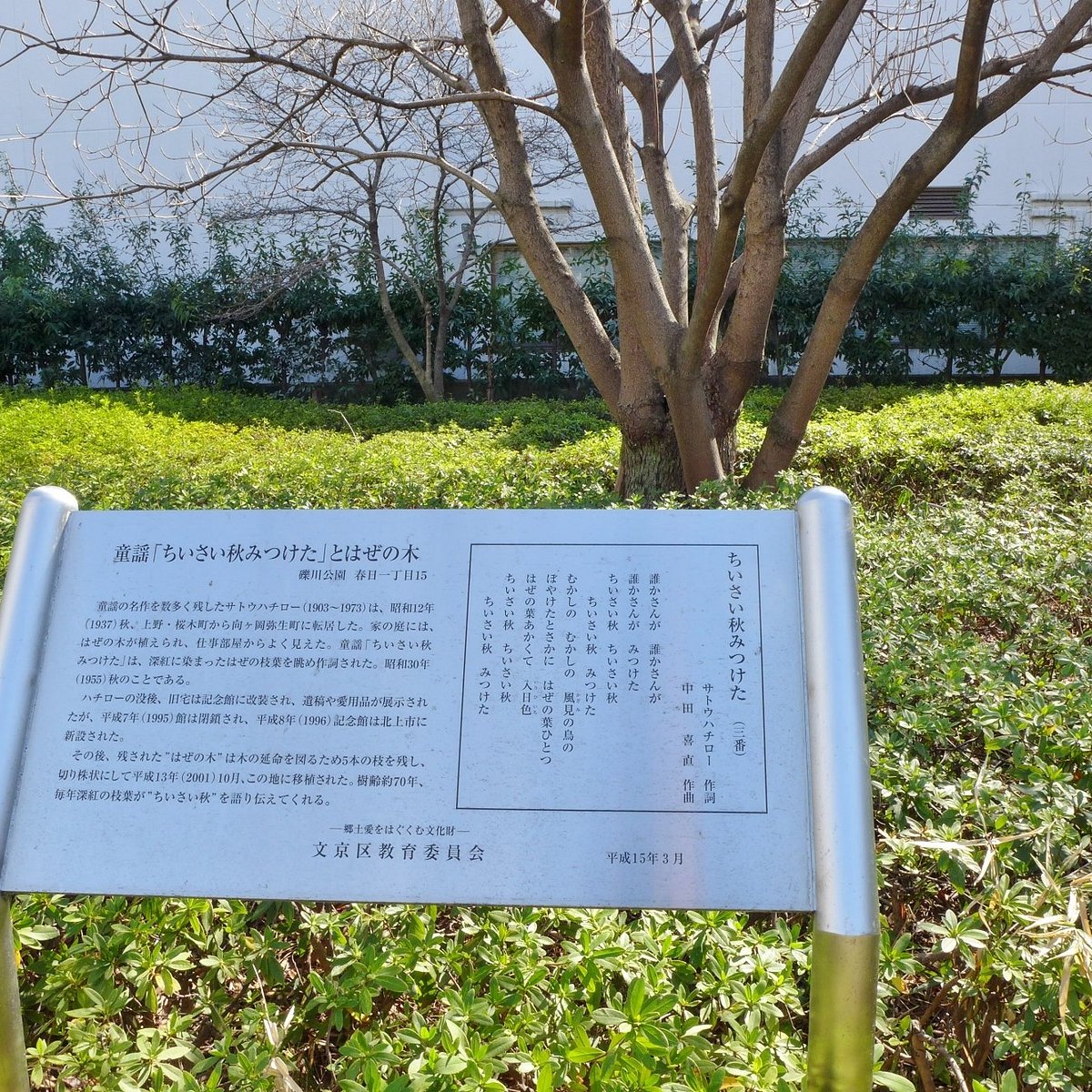 Hazenoki Tree Of Chisai Aki Mitsuketa Bunkyo 21 All You Need To Know Before You Go Tours Tickets With Photos Tripadvisor