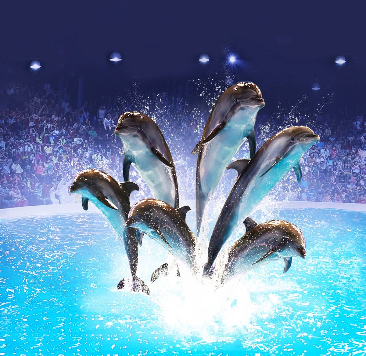 dubai dolphinarium rayna tours