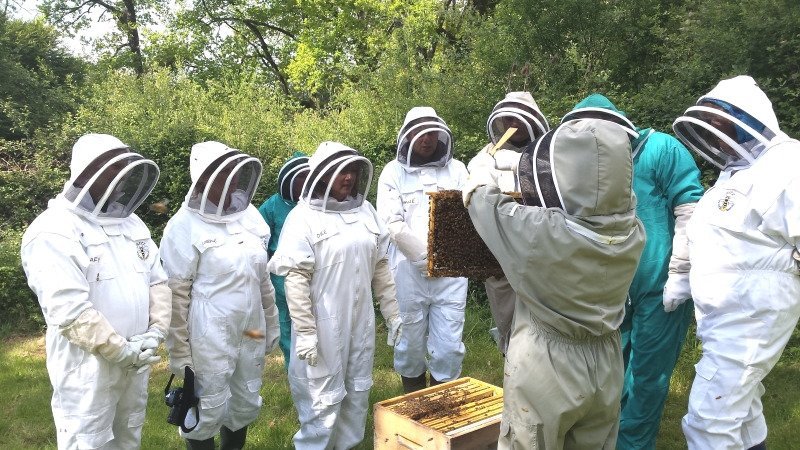 Beginner Beekeepers  Three Rivers Beekeeping Club - St. Charles MO